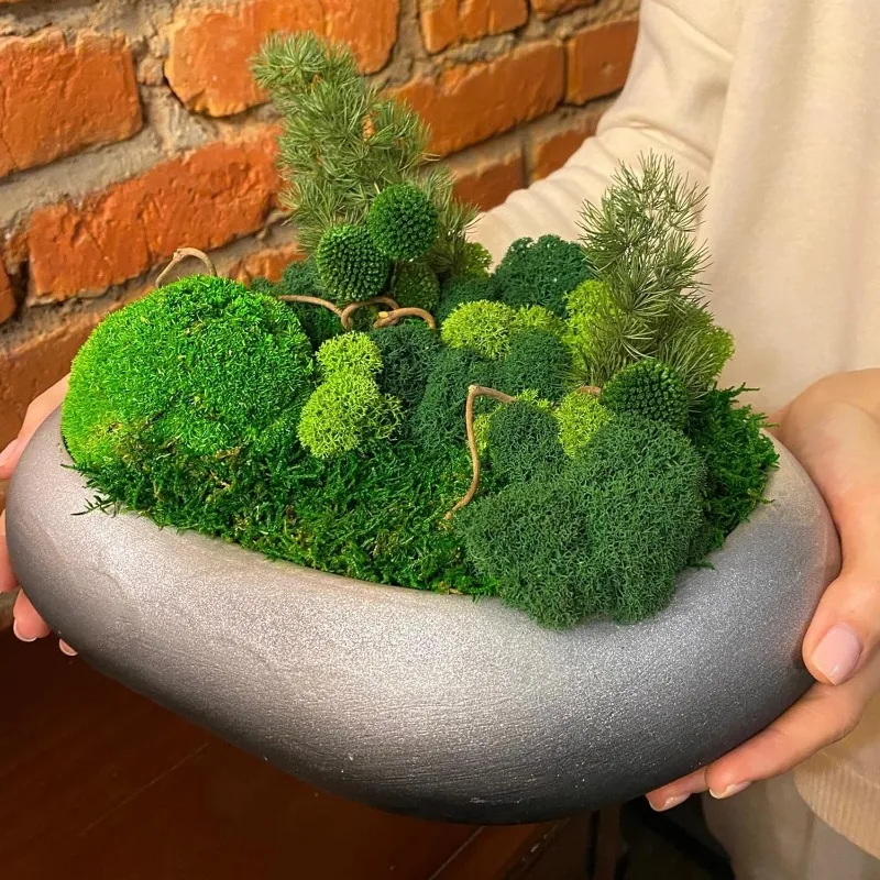 Sonsuz Yaşam Yosunu, Yapay Yeş - Sphagnum Moss Dry incelemesi ve fiyatı
