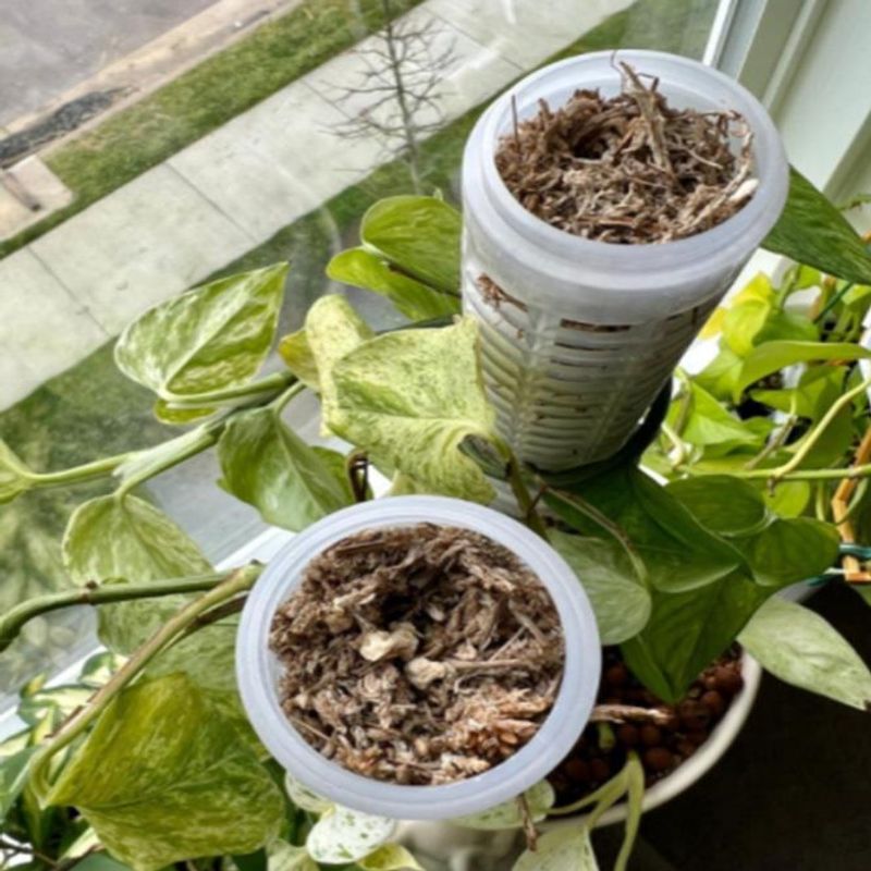 Yosun Sütunu Yüksekliği 25CM Y - Sphagnum Moss Dry incelemesi ve fiyatı