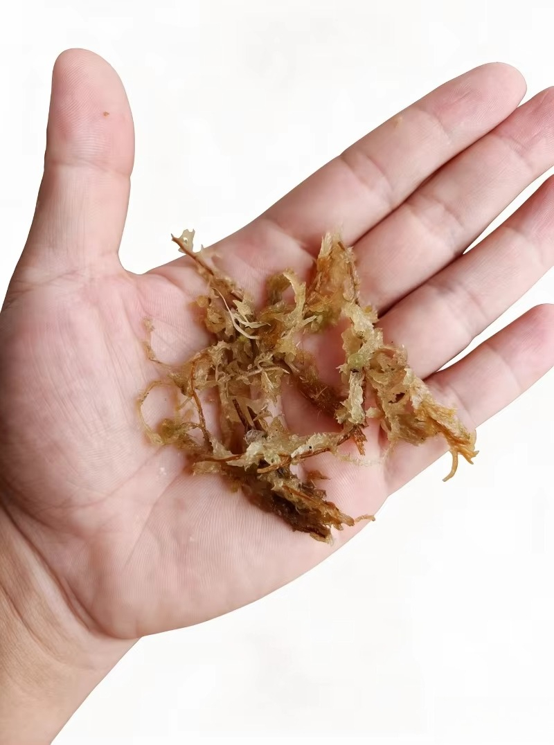 Orkideler için birinci sınıf S - Sphagnum Moss Dry incelemesi ve fiyatı